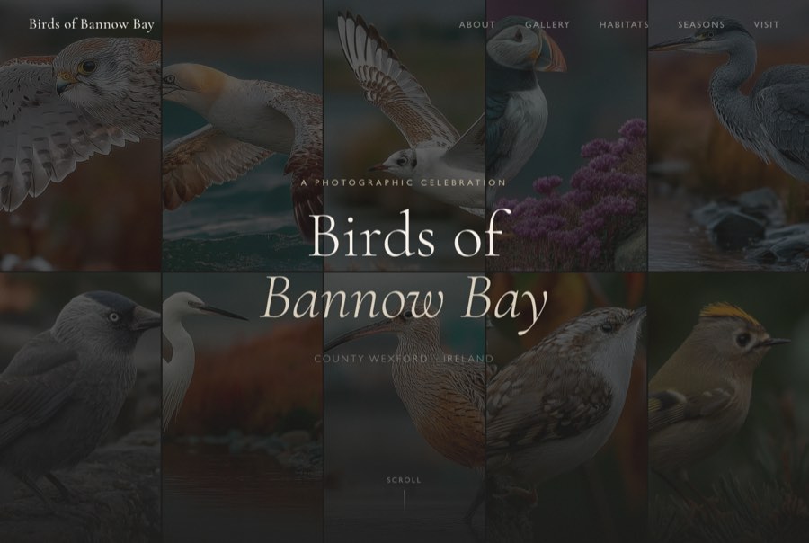 Birds of Bannow Bay